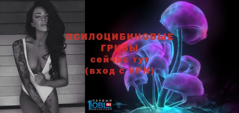 Галлюциногенные грибы Psilocybe  Ипатово 